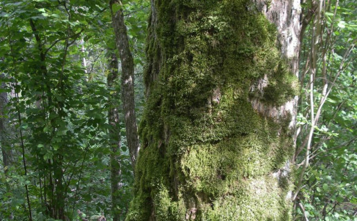 17. Bygaudo uosis.jpg